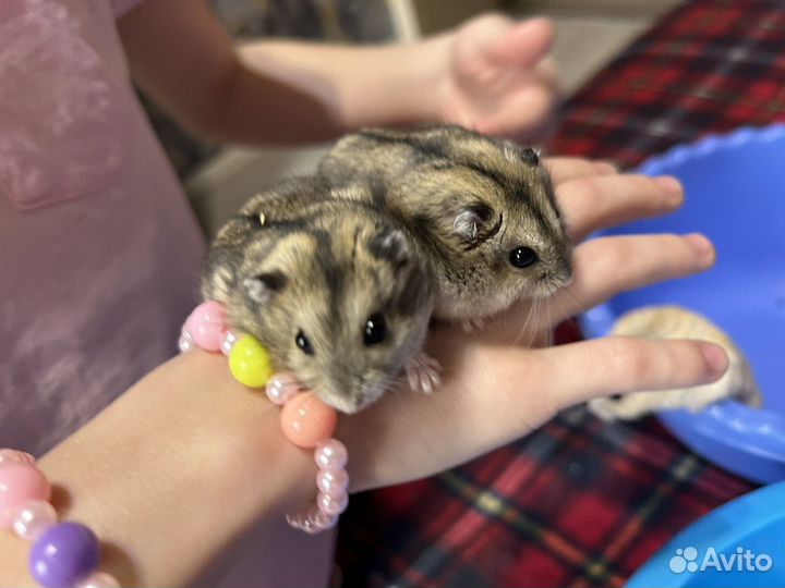 Джунгарские хомяки