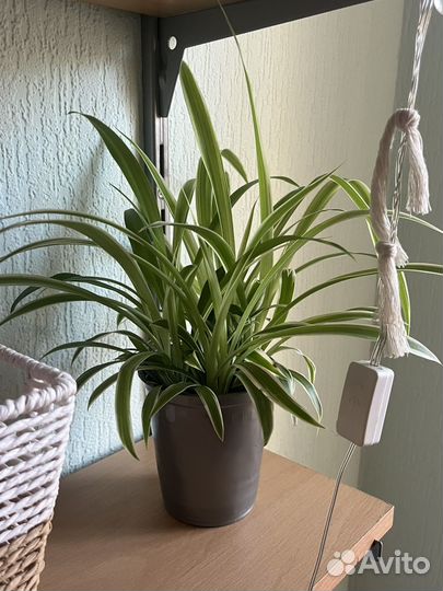 Хлорофитум