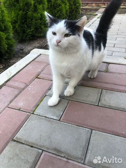 Кошка в дар бесплатно