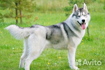 Собака хаски в добрые руки