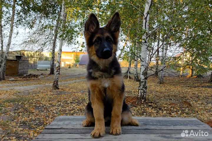 Девчуля-красотуля дш немецкая овчарка