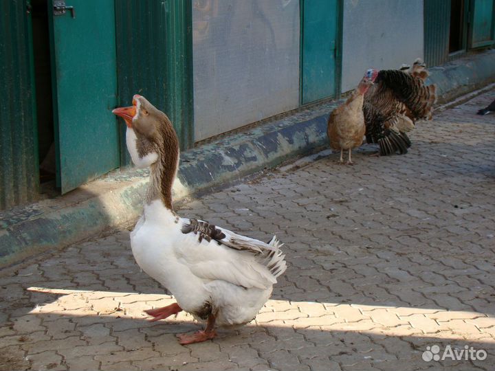 Холмогорские гуси