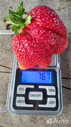 Рассада клубники