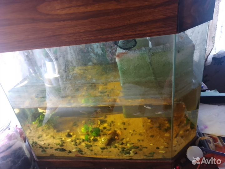 Аквариум с рыбками