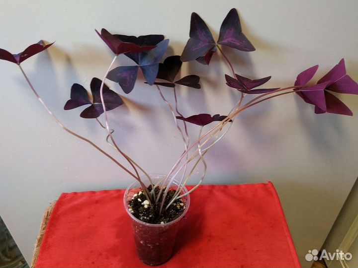 Комнатные цветы кислица