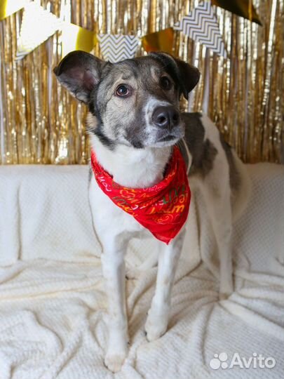 Заберите красавца из приюта