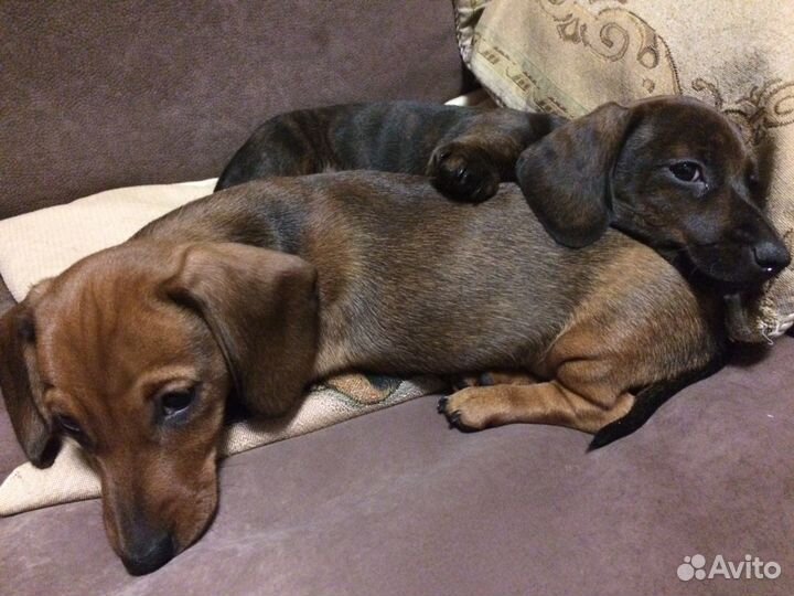 Вязка. Такса мини. Кобель тигровый