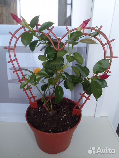 Дипладения