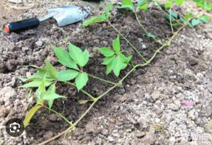 Саженцы девичий виноград, почтой