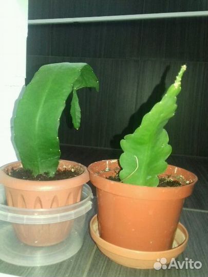 Черенки красиво цветущих растений