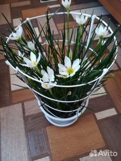 Зефирантес