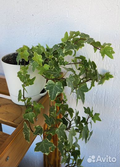 Плющ комнатный - хедера