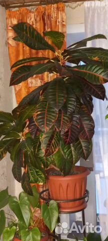 Комнатные растения