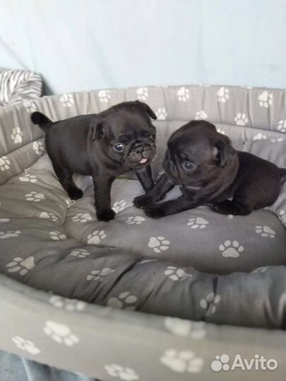 Щенки мопса