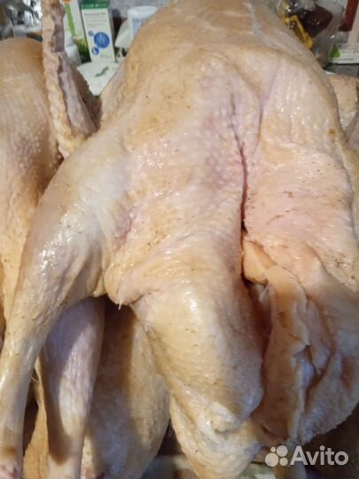 Гуси породистые 