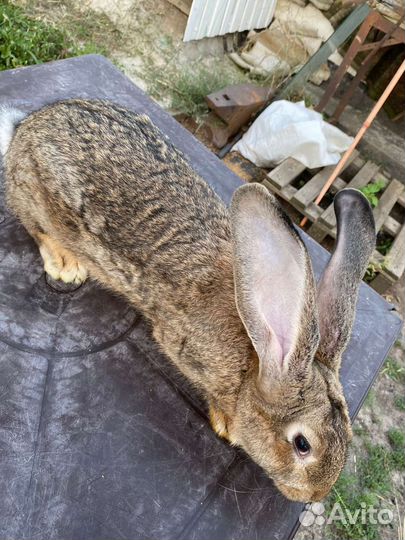 Серый великан