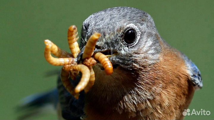 Мучной червь живой(хрущак, мучник), Зофобас