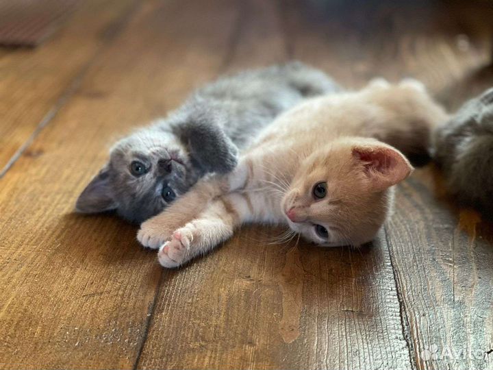 Котята турецкой ангоры