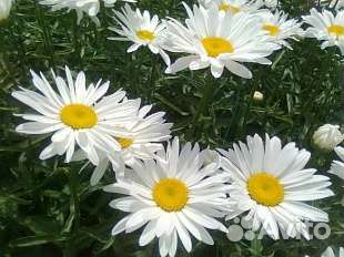 Ромашка садовая