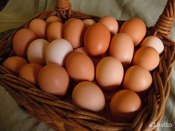 Яйцо домашнее