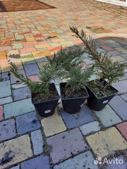 Можжевельник казацкий Рокери Джем