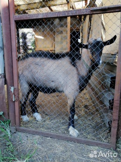 Альпийский козлик