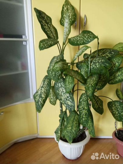 Шеффлера вариегатная. Диффенбахия. Кактус