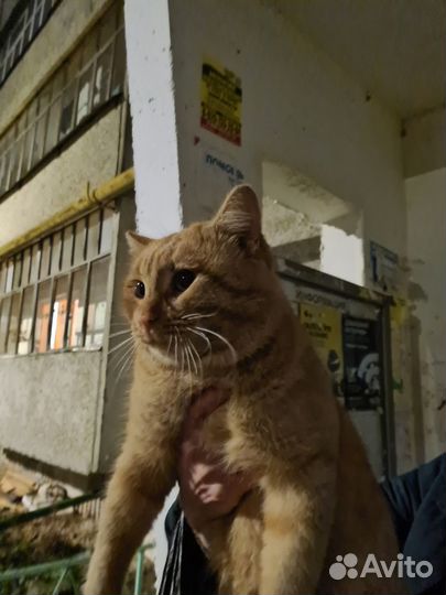Рыжий котик