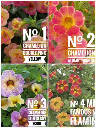 Рассада калибрахоа