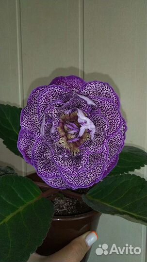 Глоксиния махровая сортовая бронь