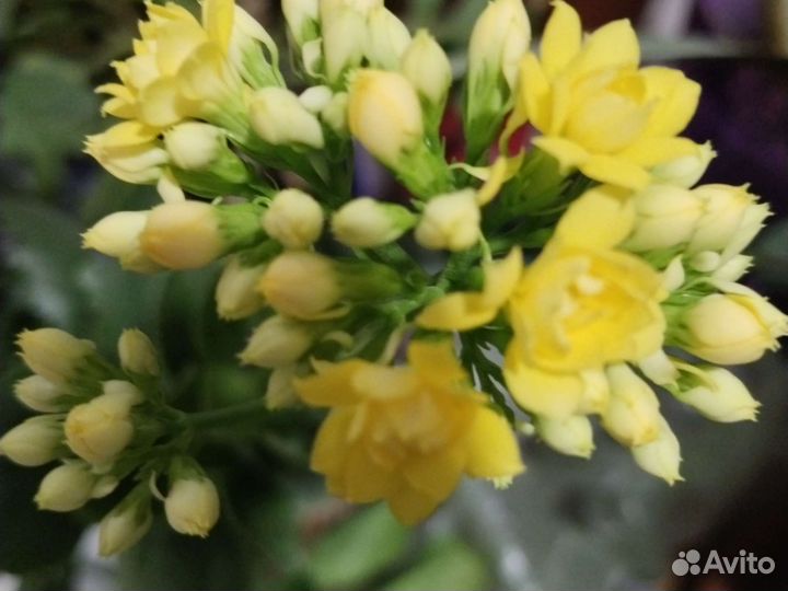 Комнатные цветы каланхоэ