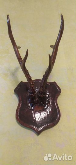 Рога оленя
