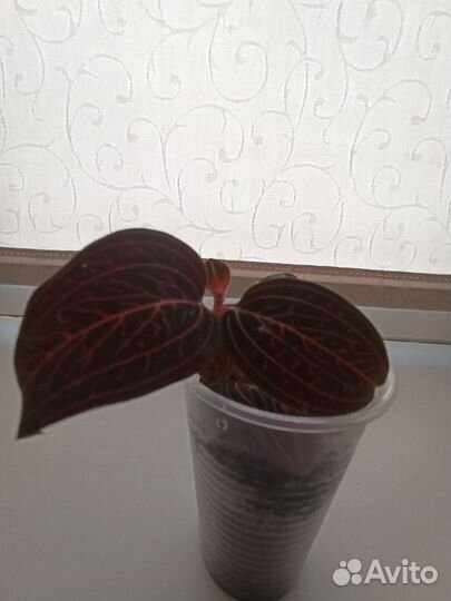 Орхидея - драгоценная