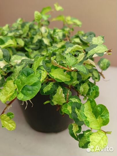 Фикус пумила вишес триколор