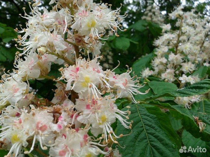 Взрослые саженцы каштана конского