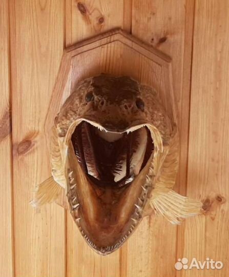 Чучело щуки