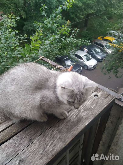 Кошка в дар за 1