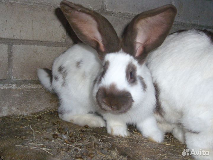 Кролики для разведения- Строкачи.и не только