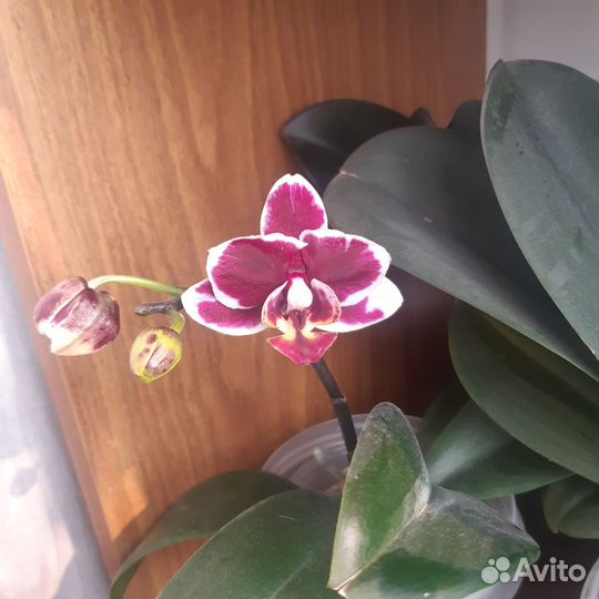 Орхидея фаленопсис детка