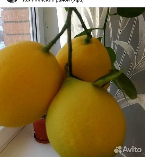 Лимон Мейера