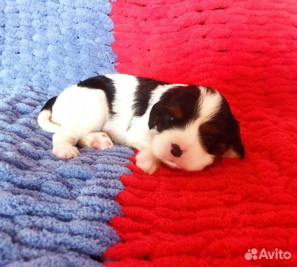 Кавалер Кинг Чарльз спаниель 70 тыс