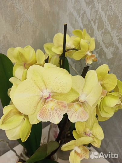 Орхидея Биг-Лип желтая отцвела