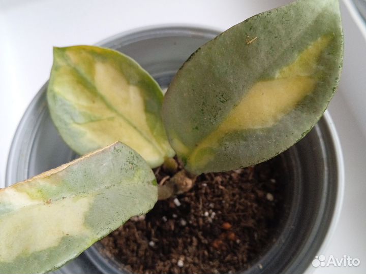 Хоя Carnosa Argentea Princess variegata