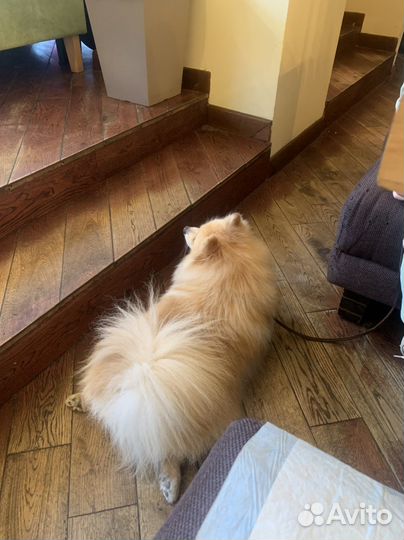 Немецкий шпиц вязка