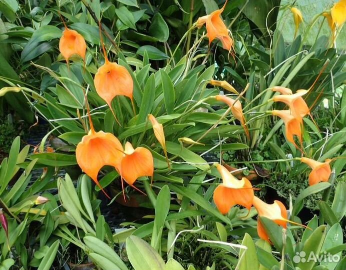 Masdevallia peach fuzz