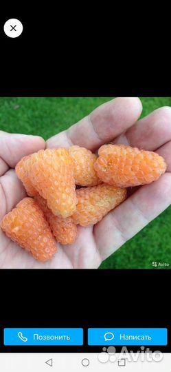 Саженцы Жёлтый Гигант