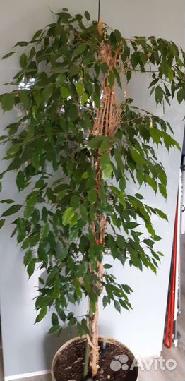 Фикус бенджамина большой