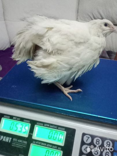 Перепела Техас и феникс золото