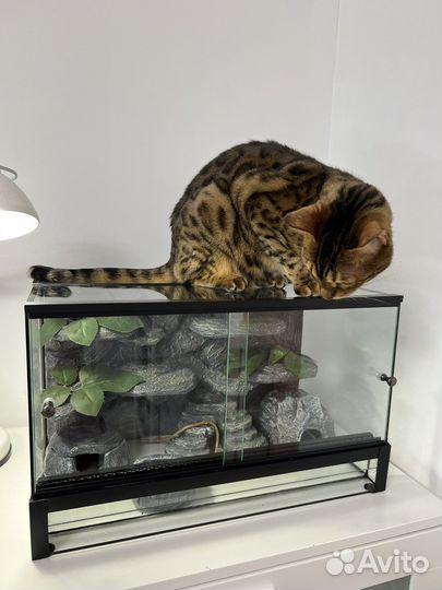 Террариум для геккона