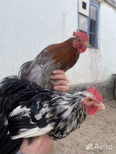 Карликовые кохинхины